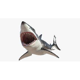 3D Great White Shark Rigged model